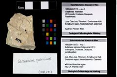 Foto (Objekt + Etikett) von Bullariscus patruliusi (Robins et al., 2013)  (NHMW-GEO-1990-0041-3172)